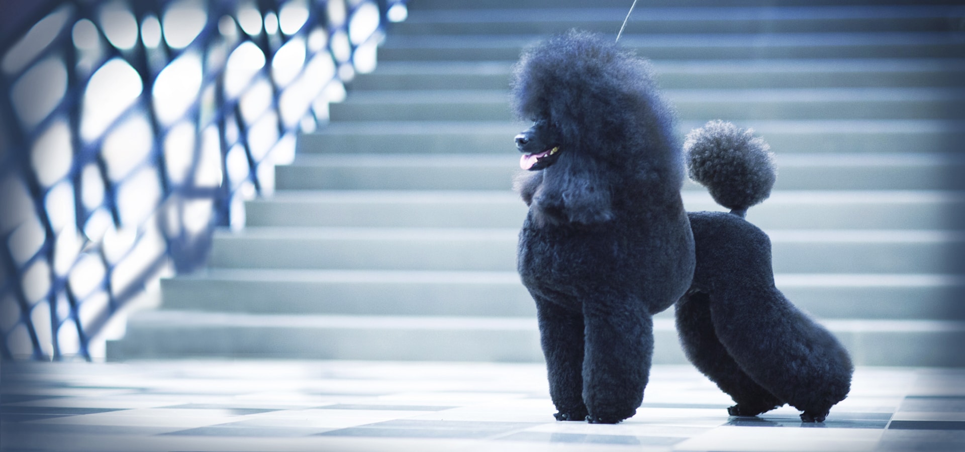 cane barbone Fido Mon Amour