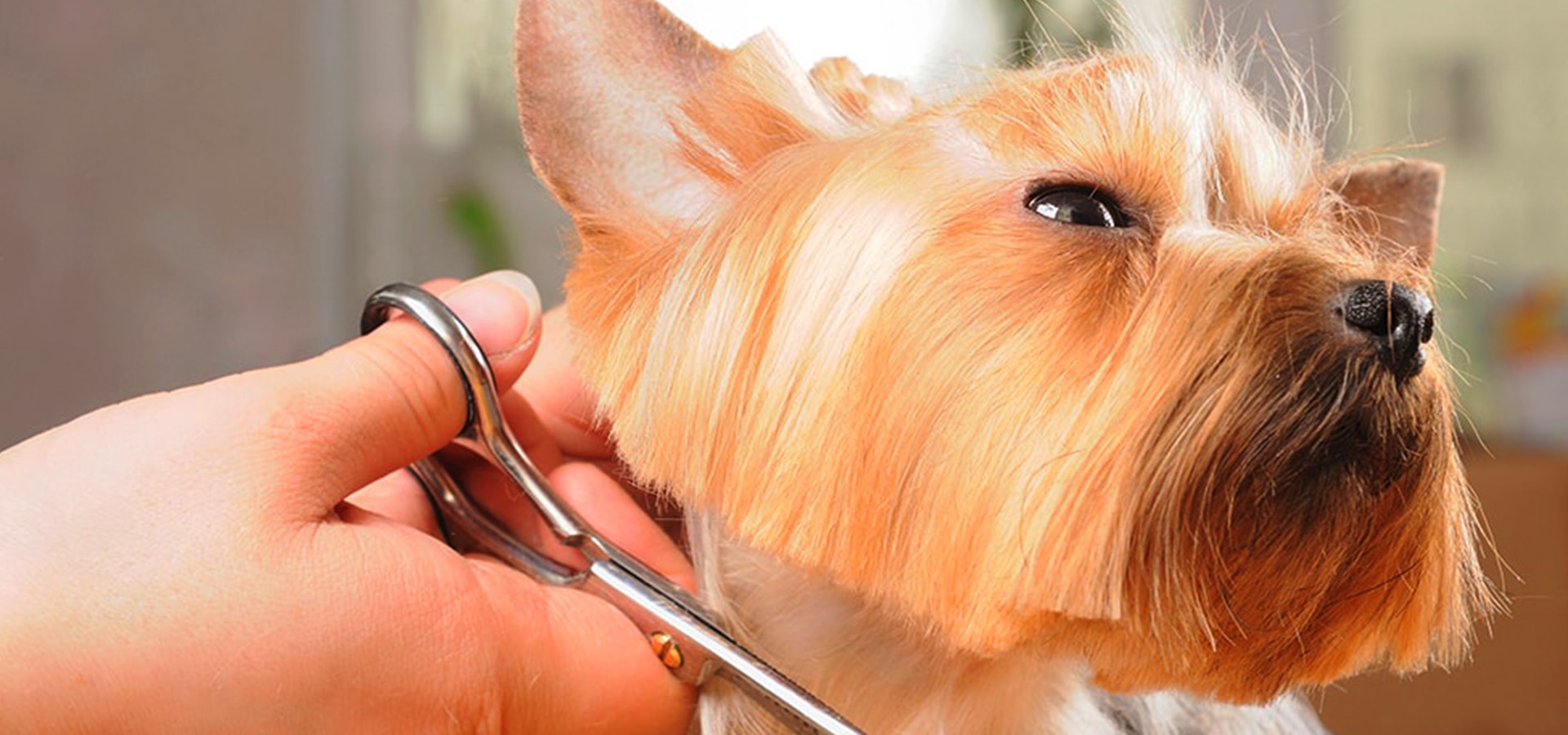 cane pechinese taglio a forbice Fido Mon Amour