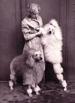 storia del barbone taglio inglese Fido Mon Amour