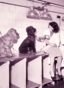 storia del barbone asciugatura cane Fido Mon Amour